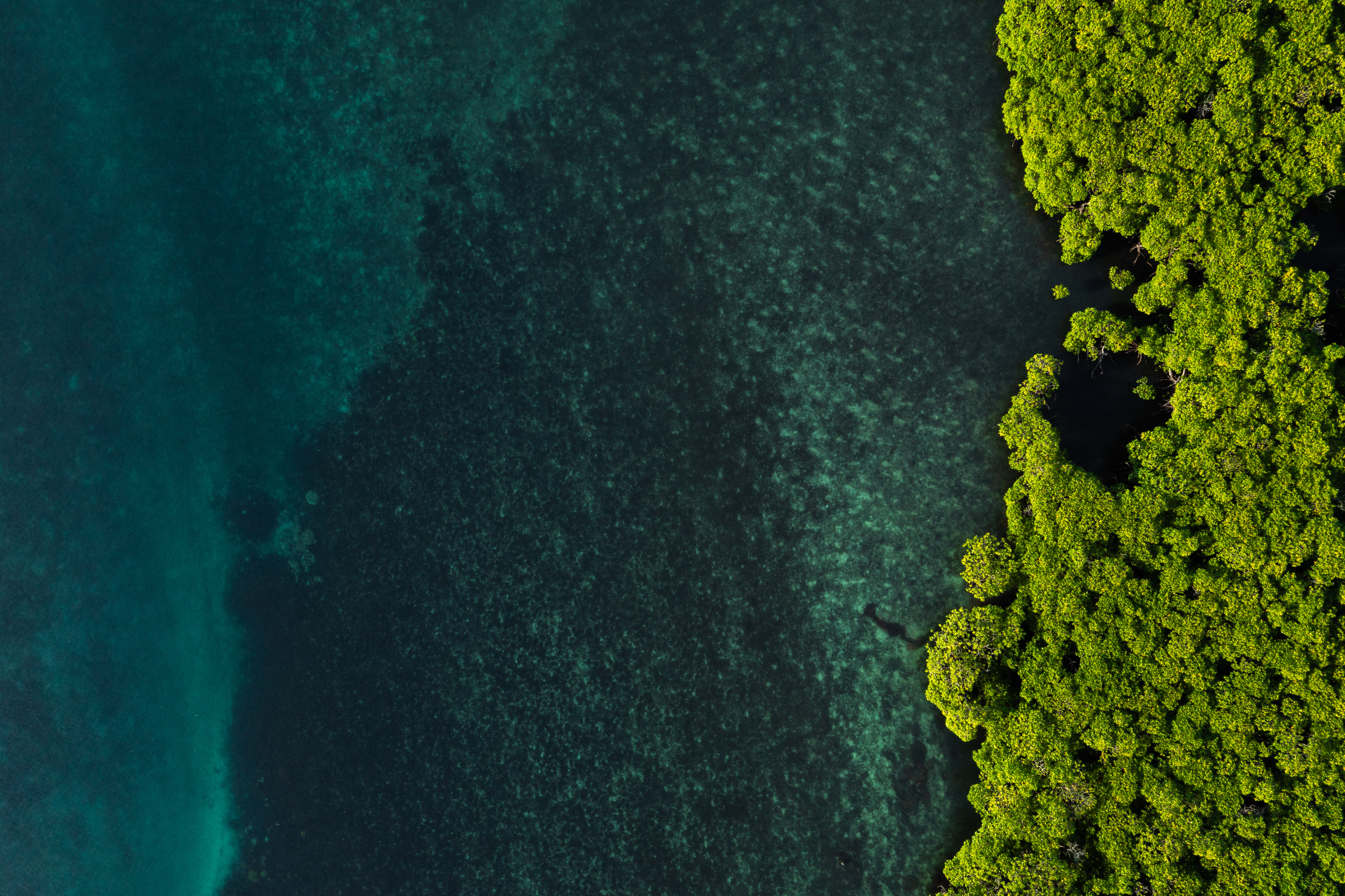 Mangrove and Sea Water