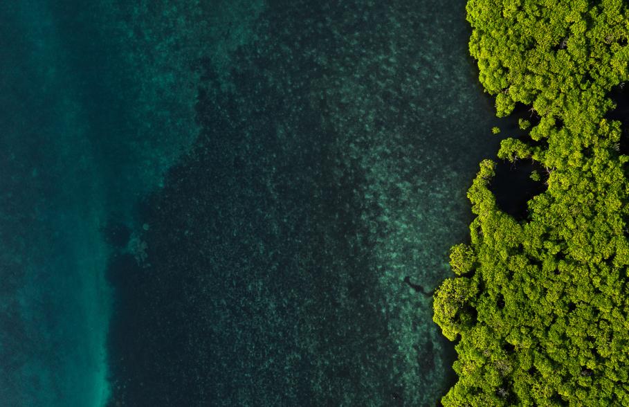 Mangrove and Sea Water